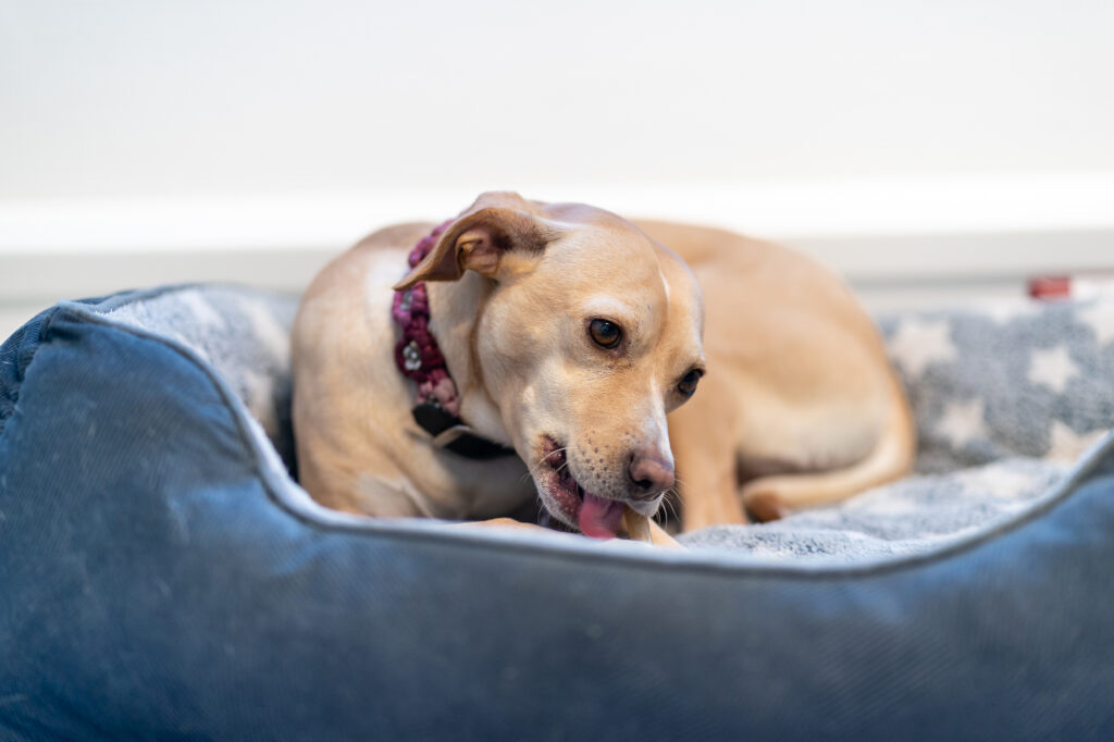 Ein kleiner Hund liegt entspannt in einem Hundebett und schaut zur Seite – sympathischer Einblick in die freundliche Atmosphäre bei RBM Ritzmann + Dr. Blödorn.